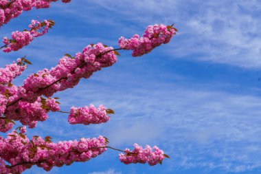 Almanya 'da bahar. Güzel Japon kiraz çiçekleri. Delici mavi gökyüzünün arka planında kiraz çiçekleri.
