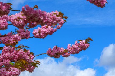 Almanya 'da bahar. Güzel Japon kiraz çiçekleri. Delici mavi gökyüzünün arka planında kiraz çiçekleri.