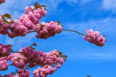 Almanya 'da bahar. Güzel Japon kiraz çiçekleri. Delici mavi gökyüzünün arka planında kiraz çiçekleri.