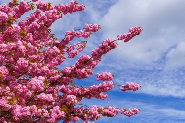 Almanya 'da bahar. Güzel Japon kiraz çiçekleri. Delici mavi gökyüzünün arka planında kiraz çiçekleri.