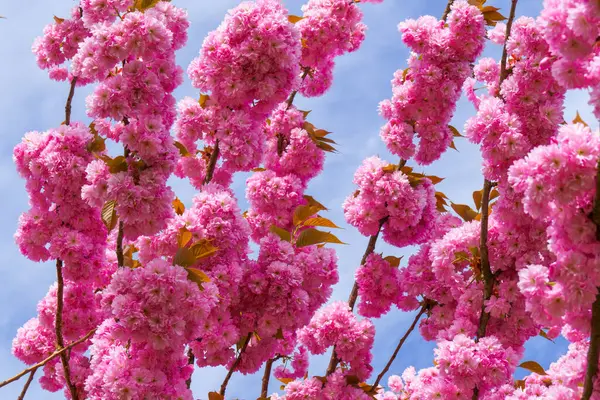 Almanya 'da bahar. Güzel Japon kiraz çiçekleri. Delici mavi gökyüzünün arka planında kiraz çiçekleri.