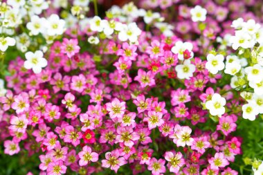 Çiçeklerin açtığı sabah güneşinin altında. İlkbaharda güzel çiçeklerin yakın çekimi.