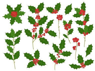Holly şubeleri. Kırmızı böğürtlen ve kış bitkileriyle Noel bayramı süsleme dalı.