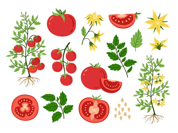 赤いトマト 果実植物や種子 葉を持つ花や枝 スライスしたトマト ベジタリアンフードの漫画のベクトルセットトマトの野菜園のイラスト — ストックベクタ