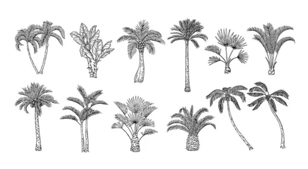 Bosquejo Palmeras Tropicales Palmas Playa Vintage Hawai Dibujadas Mano Grabado — Archivo Imágenes Vectoriales