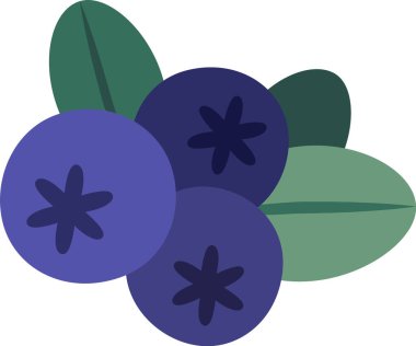 Yeşil yapraklı üç olgun yaban mersini yıldız şeklindeki calyx 'lerinin beyaz bir zemin üzerinde, sağlıklı beslenmek ve doğal besin kavramları için mükemmel bir şekilde yattığını gösteriyor.