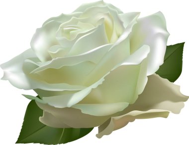 Zarif çiçekleri olan beyaz gül güzelliğini ve zarafetini canlı yeşil yapraklarla sergiliyor büyüleyici bir çiçek kompozisyonu oluşturuyor.