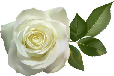 Beyaz arka planda yeşil yapraklı gerçekçi beyaz gül, düğün davetiyeleri, tebrik kartları, ya da zarafet ve güzellik gerektiren herhangi bir tasarım projesi için mükemmel.