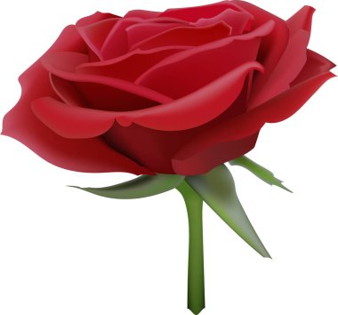 Karmaşık taç yaprakları ve ince yeşil saplı, aşkı ve güzelliği sembolize eden canlı kırmızı bir gül. Romantik ve çiçek temalı tasarımlar için mükemmel.