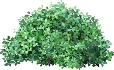 Kalın yapraklı yeşil çalı, beyaz bir arkaplanda izole edilmiş, peyzaj tasarımı veya doğa temalı projeler için mükemmel bir mahremiyet ve doğal bir zemin sağlar.