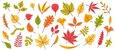 Sonbahar yaprakları. Sonbahar yaprağı, sarı, turuncu ve kırmızı, yeşil ağaç yaprağı, el yapımı orman yaprakları, bitki elementleri. Akçaağaç, meşe ve huş ağacı, söğüt yaprakları. Vektör seti.