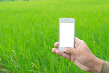 Yeşil pirinç tarlasında cep telefonu kullanan erkek eller..