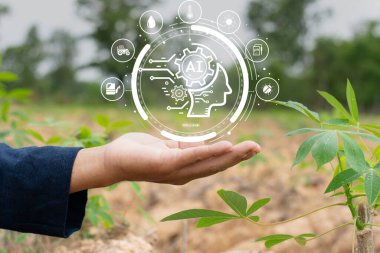 Cassava çiftçileri üretim hassasiyetini artırmak için manyok tarlarındaki ürünleri incelemek için yapay zeka teknolojisini kullanıyorlar..