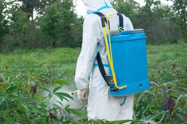 Erkek bir çiftçi Cassava tarlalarına ilaç serpti..