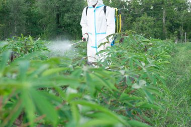 Erkek bir çiftçi güneşli ve karanlık bir sabahta Cassava tarlasında uyuşturucudan arınır..