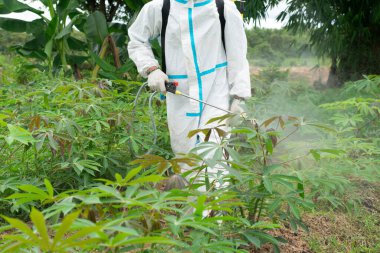 Erkek çiftçiler Cassava çiftliklerinde uyuşturucuyu bırakıyor..