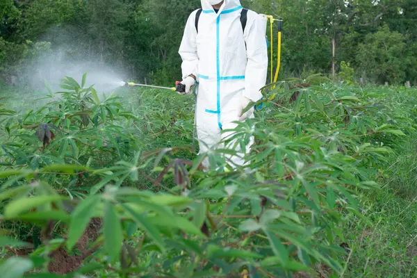 Cassava çiftçileri yaprak hormonu enjekte ederler.