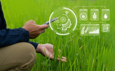 Farmers are using AI technology to monitor and analyze production in their rice fields to help with accurate calculations and increase production. clipart