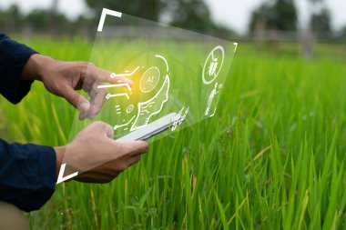 Çiftçiler pirinç tarlalarındaki üretimi incelemek ve analiz etmek için yapay zeka teknolojisi kullanırlar. Verimliliği doğru hesaplamak ve artırmak için..