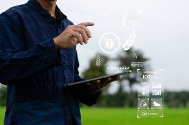 Çiftçiler pirinç üretimini izlemek ve verimi artırmak için akıllı teknolojiyi kullanıyorlar.