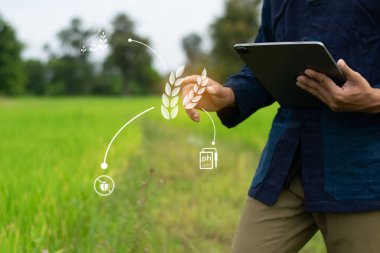 Farmers use technology to monitor production in rice fields using smart technology to help analyze and increase production. clipart