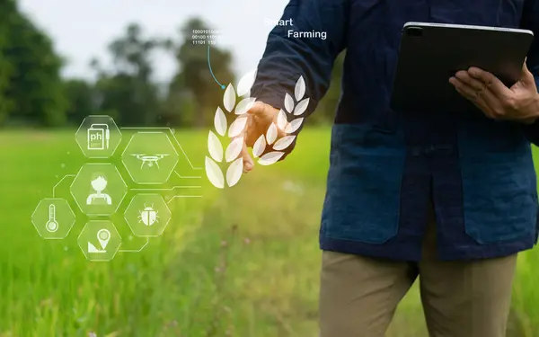 stock image Farmers employ smart tech to enhance rice yield through monitoring.