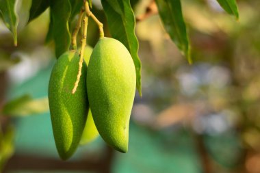 Ağaçta taze mangolar