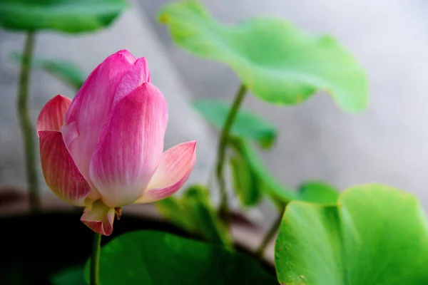 Розовые Цветы Лотоса Цветут Парке — стоковое фото