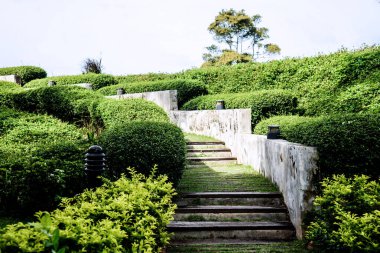 Çalıların yoğun olduğu parkta, kaldırıma taş basar.