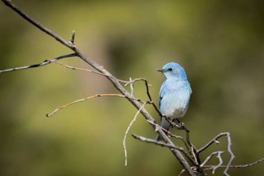 Male mountain Bluebird guarding his nesting territory, British Colombia clipart