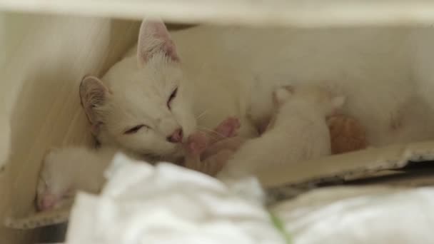 暖かい愛とケア 毛皮のペットと美しい小さな新生児の子猫を授乳しながら 横になって休んでいる若い白い母猫のクローズアップショット国内の哺乳動物の生活を崇拝 — ストック動画