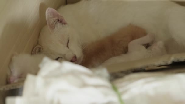 Szczelnie Ujęcie Młodego Białego Kota Leżącego Odpoczywającego Podczas Karmienia Piersią — Wideo stockowe