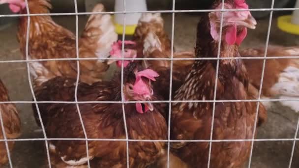 Közelkép Számos Háziasított Barna Csirkeállományról Ketrecekben Vadászva Élelemért Egy Mezőgazdasági — Stock videók