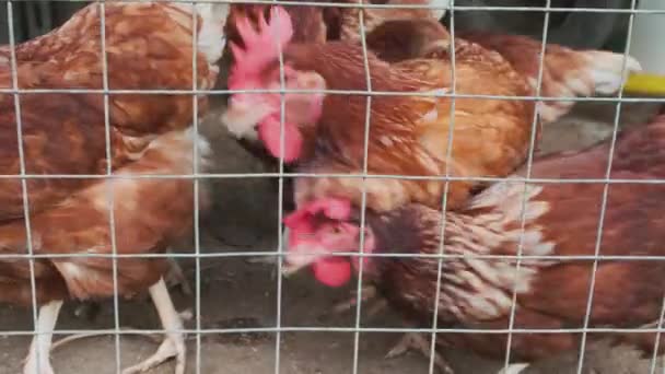 Gros Plan Sur Les Troupeaux Nombreux Poulets Bruns Domestiqués Dans — Video
