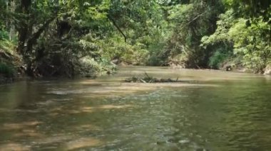 Akan su akıntısından ağaçlara yeşillik, sakin tropikal doğal manzara manzarası, yemyeşil yağmur ormanı parkı, tatlı su nehri, güzel açık hava ortamı, Asya macera turizmi.