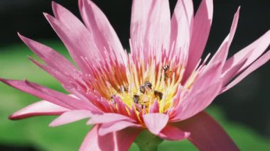 Close-up, swarm of bees is sucking the nectar from purple water lily flower, insect wildlife animals, pollinating bloom flora in natural ecology environment, beautiful vivid colors in summer season.