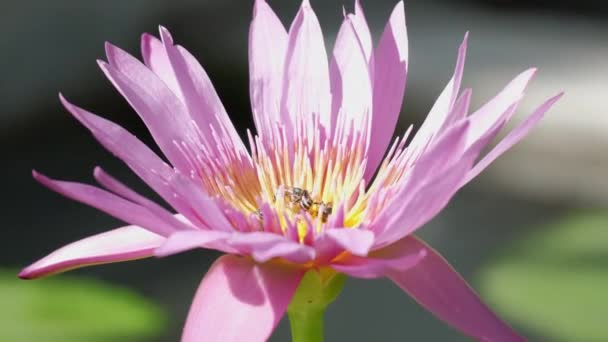 近くで 蜂の群れは 紫色の睡蓮の花 昆虫の野生動物 自然生態環境での受粉植物 夏の季節の美しい鮮やかな色から蜜を吸っています — ストック動画