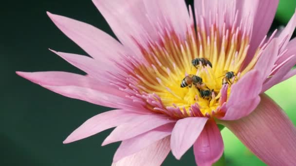 Close Swarm Bees Sucking Nectar Purple Water Lily Flower Insect — Vídeo de Stock