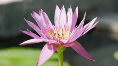 Close-up, swarm of bees is sucking the nectar from purple water lily flower, insect wildlife animals, pollinating bloom flora in natural ecology environment, beautiful vivid colors in summer season.