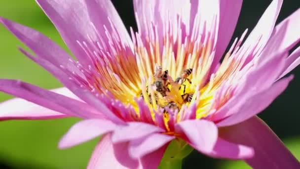 近くで 蜂の群れは 紫色の睡蓮の花 昆虫の野生動物 自然生態環境での受粉植物 夏の季節の美しい鮮やかな色から蜜を吸っています — ストック動画