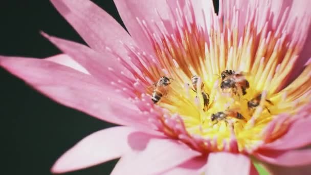 Close Swarm Bees Sucking Nectar Purple Water Lily Flower Insect — Wideo stockowe