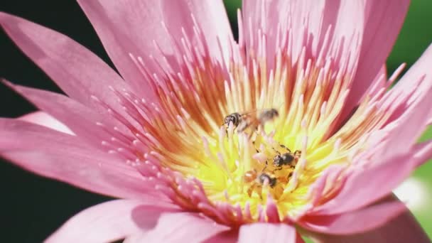 Close Swarm Bees Sucking Nectar Purple Water Lily Flower Insect — Vídeo de stock