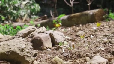 Yavaş çekim, bir sürü renkli kelebek uçuşuyor, güzel kanatlar, tropikal ulusal parklardaki doğal tuzlu bataklıklarda yemek yiyor, parlak yaz güneşi ışığı ve açık hava ortamı..