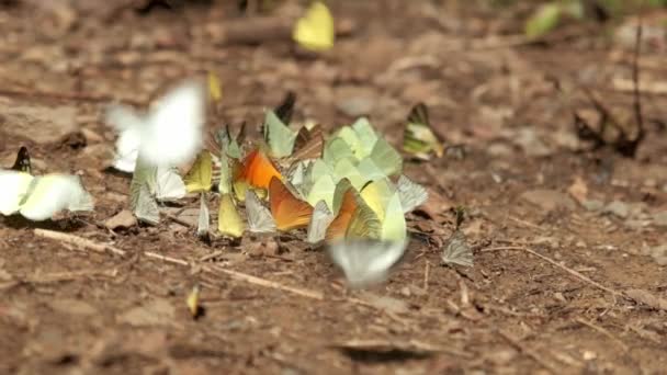 Αργή Κίνηση Πολλά Σμήνη Από Πολύχρωμες Πεταλούδες Που Πετούν Όμορφα — Αρχείο Βίντεο