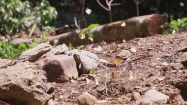 Yavaş çekim, bir sürü renkli kelebek uçuşuyor, güzel kanatlar, tropikal ulusal parklardaki doğal tuzlu bataklıklarda yemek yiyor, parlak yaz güneşi ışığı ve açık hava ortamı..