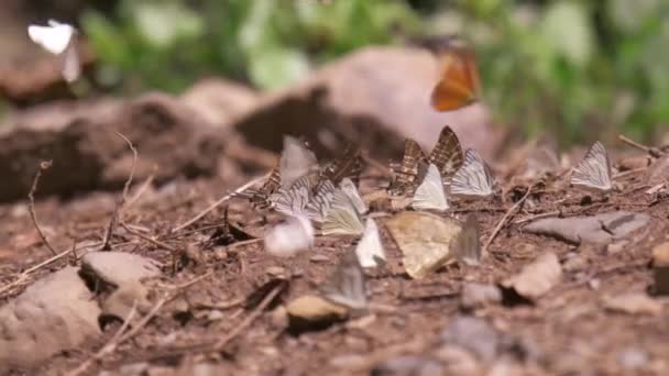 スローモーション カラフルな蝶の多くの群れが飛んで 美しい翼 国立公園の熱帯林の天然塩沼で食べ物を食べる 明るい夏の日差し 屋外環境 — ストック動画