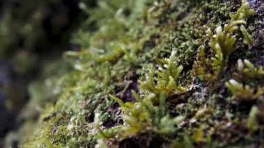 Yeşil yosun ağacın gövdesinin tamamını kapladı. Kamera daha fazla yosun göstermek için aşağı iniyor