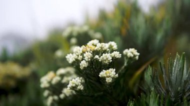 Çok güzel dağlardaki Edelweiss çiçekleri meltemde hareket eder