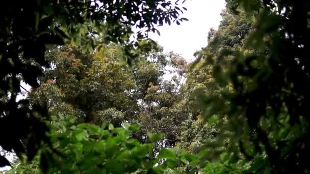 Підніміться Небо Посеред Лісу Багато Пишних Дерев — стокове відео
