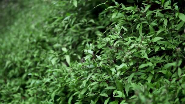 Piante Selvatiche Cespugli Verdi Nella Brezza Nera Che Soffia Nella — Video Stock